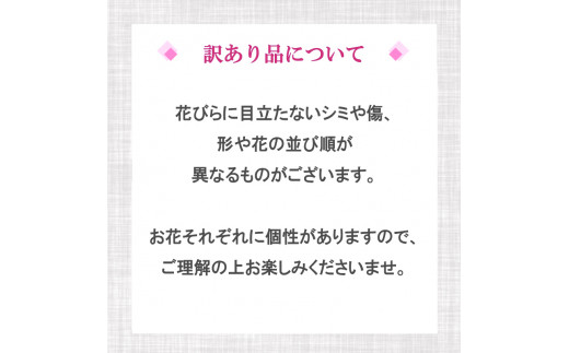 【訳あり】胡蝶蘭 5本立て 白 スタンダード お祝い 須崎洋蘭園 SY018_x (訳あり) 白 5本立て スタンダード