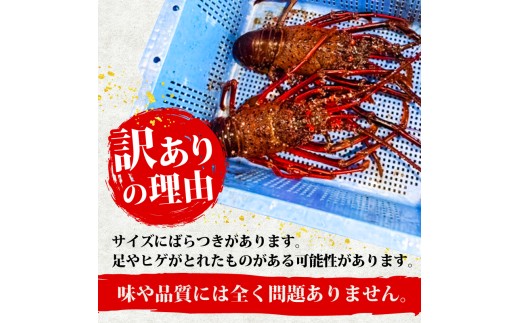 伊勢海老 500g以上 イセエビ 伊勢エビ 海老 エビ ギフト 贈答 贈り物 天然 魚介 海の幸 鮮魚 刺身 刺し身 お造り 姿造り 焼き物 汁物 味噌汁 鍋 冷蔵 高級 高知県 須崎市 GK015 500g