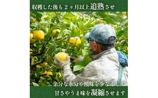 【2026年2月より発送】 高知県産 土佐文旦 特上品 5kg 贈答用 ぶんたん 時期 人気 旬 柑橘 フルーツ 果物 国産 ブランド ビタミン 生産者 産地 高知 須崎 KJS018_x 特上品5kg
