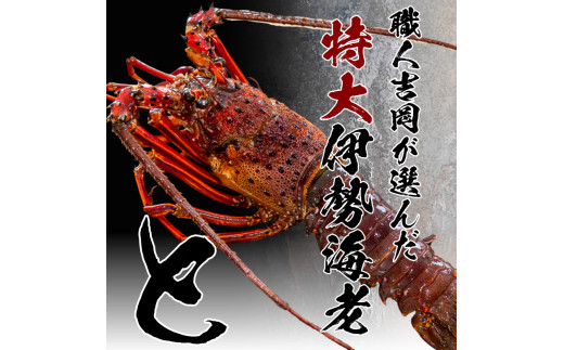 特大伊勢海老 7匹 本からすみ 600g 【 特大サイズ 急速冷凍 えび エビ からすみ カラスミ 珍味 鮮魚 海鮮 魚介 魚卵 刺身 焼き物 汁物 セット ギフト 贈答 贈り物 祝い 歳暮 中元 】 IKY066 【高知県】 伊勢海老 7尾：からすみ600g