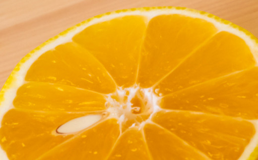 【訳あり】小夏 (日向夏) ヘルシー小夏ちゃん 3kg 2026年5月末から発送  | 家庭用 期間 数量 限定 旬 人気 果物 くだもの 柑橘 フルーツ みかん ジュース 高知県 須崎市 KYM009