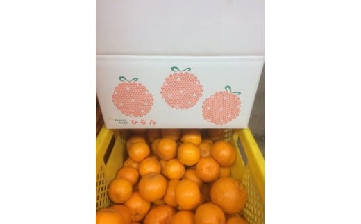 定期便 8回 野菜 おまかせ セット 10 ～ 14種 旬 新玉ねぎ そら豆 スナップえんどう 春キャベツ フルーツトマト じゃが芋 みょうが ズッキーニ オクラ コリンキー かぼちゃ すじなし豆 トマト 花ニラ さつま芋 栗 秋豆 ぶしゅかん しょうが キク芋 赤大根 白大根 かぶ カリフラワー 芽キャベツ 白菜 ブロッコリー 葉ニンニク ゆず 須崎 高知 頒布会 HNT3000