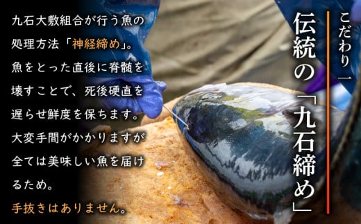 【船上神経締め鮮魚ボックス】朝獲れ直送 3~5種入り （2026年3月出荷) 冷蔵 魚種お任せ 水揚げ 海鮮 魚介 産地直送 新鮮 天然 魚 詰め合わせ 2026年3月出荷