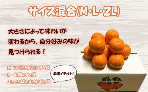 【早期予約開始】 2026年1月中旬より順次発送 ポンカン 訳あり 5kg サイズ混合 家庭用 立目 ブランド 果物 フルーツ 冬 柑橘 2026年 収穫分 みかん 蜜柑 デザート 高知県 須崎市 TMS001 5kg訳あり(サイズ混合)