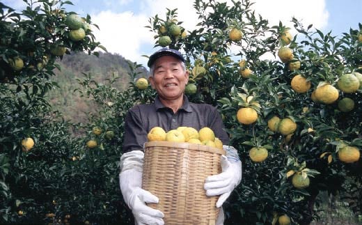 柚子 ドリンク 1L × 1本 果物 果汁  高知県産 ゆず 100% 無添加 甜菜糖 ジュース 飲料 果汁 果汁ジュース 有機 オーガニック かんきつ お歳暮 お中元 母の日 父の日 ギフト 仁淀川 須崎市 ICE043