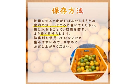 【2025年1月より順次発送】 浦ノ内 ポンカン5㎏ 優品 KG012 早生 優品5kg