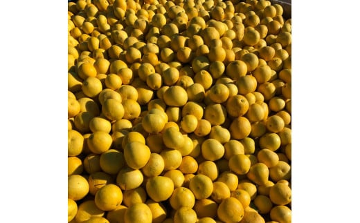 【早期予約 2026年2月下旬より順次発送】 訳あり 文旦 3kg 4～7玉 家庭用 ブンタン ぶんたん 分担 ぼんたん 大小混合 不揃い 規格外 わけあり 家庭用 文旦 高知県産 果物 フルーツ 柑橘 みかん 高知県 須崎市