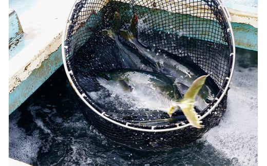 乙女 ブリ 定期便 12回 新鮮 毎月 届く ぶり ブランド 乙女ブリ 鰤【下処理有】 12ヶ月 海鮮 魚介 魚 さかな サカナ 刺身 刺し身 鰤しゃぶ KS18000-2x