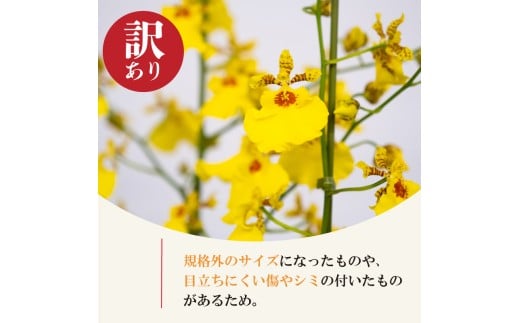 【12月から発送】【訳あり】オンシジューム 【 アロハ・イワナガ 】 １鉢 M~2L 【ラン】 【訳あり】1鉢 M~2Lサイズ