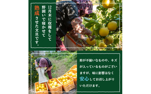 【早期予約】 文旦 秀品 5kg 2025年2月下旬?順次発送 秀品 5kg