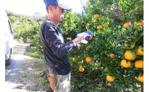 【早期予約 2026年1月中旬より順次発送】訳あり ぽんかん 4kg 家庭用 大小混合 不揃い 規格外 わけあり 高知県産 立目産 果物 フルーツ 柑橘 みかん 低農薬 高知県 須崎市