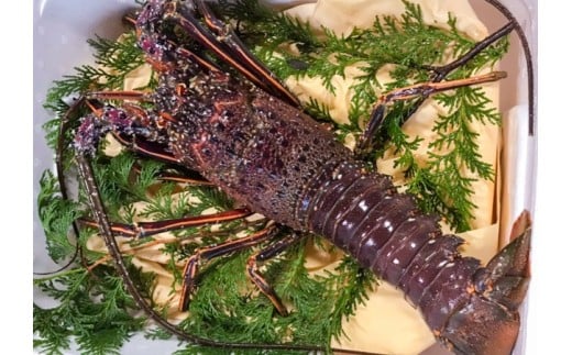 伊勢海老 1.2kg ～ 1.5kg 高知県産 厳選 産地直送 冷凍 高級 イセエビ 海鮮 魚介 刺身 焼き物 汁物 ギフト 贈答 贈り物 祝い 歳暮 中元 高知 天然 海の幸 高知県 須崎市 NS012 1.2kg ～ 1.5kg