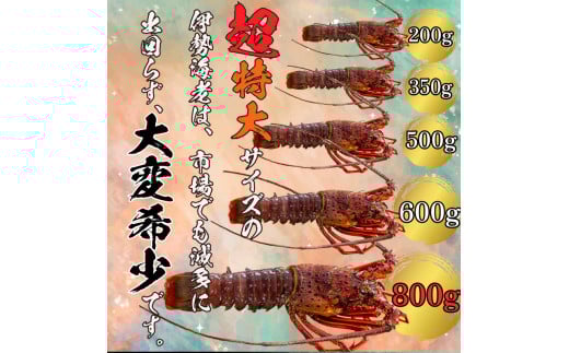 【2026年4月より順次配送】超特大 伊勢海老 800g以上 1尾 冷凍 ( 超特大サイズ 急速冷凍 えび エビ 高級 鮮魚 海鮮 魚介 刺身 焼き物 汁物 ギフト 贈答 贈り物 祝い 歳暮 中元 ) IKY043-all 1尾(800g以上)
