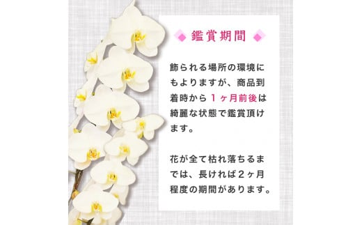 【定期便3ヶ月】胡蝶蘭 3本立て 白 スタンダード お祝い 須崎洋蘭園 SY4000 白 スタンダード