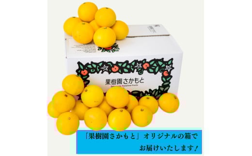 【2026年4月より発送】 訳あり 小夏 家庭用 5kg 高知県産 早期予約 柑橘 フルーツ 果物 みかん ミカン 蜜柑 こなつ ニューサマーオレンジ  日向夏 期間限定 季節限定 産地直送 大小混合品 高知県 須崎 KJS011 5kg(訳あり)