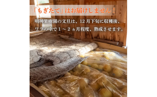 【早期予約開始!!2026年2月頃より順次発送】浦ノ内特産 土佐文旦 10kg 優品 2L ･ 3L 混合 | 果物 フルーツ 文旦 ぶんたん ブンタン みかん 蜜柑 柑橘 文旦 大玉 10キロ 人気 ランキング 数量限定 期間限定 早期予約産地直送 生産農家直送 明神果樹園 高知県 須崎市 MKJ006_x