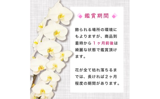 胡蝶蘭 7本立て 紅白 お祝い 須崎洋蘭園 SY012_x 紅白 7本立て