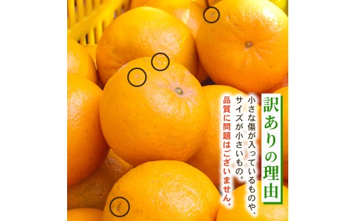 【早期予約】大人気 安和ポンカン 5kg 【ヤマデ農園】 5kg訳あり