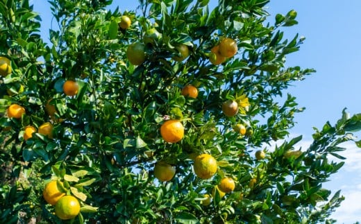 ポンカン 5kg 秀品 早期受付 2026年1月中旬より順次発送 産地直送 大人気 浦ノ内地区産 贈答 ギフト 椪柑 柑橘 フルーツ 果物 くだもの 果実 みかん デザート 贅沢 高知県 須崎市 HK004 秀品