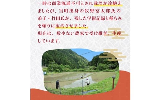 米 令和7年 新米 薫る神様のお米 お米 ブレンド米 縁起米 奉納米 白米 9合 3合 ×3袋 桐箱 想い札 セット こめ コメ おこめ ご飯 ごはん お試し 少量 希少米 香り米 贈答 縁起物 受験 お祝い 人気 祈願 商売繁盛 家内安全 五穀豊穣 限定米 特別栽培米 農薬不使用 高知県 須崎市 UB044 3合×3袋(桐箱・想い札付き)