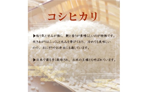 【早期予約】【3回定期便】 数量限定 新米 コシヒカリ 計15kg 令和7年 5kg×3回 白米 精米 米 こしひかり ブランド米 国産 高知県 須崎 しんじょう君 産地直送 NF1000 【定期便3回】5kg×3回