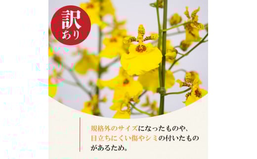 【12月から発送】【訳あり】オンシジューム 【 アロハ・イワナガ 】 １鉢 M~2L 【ラン】 【訳あり】1鉢 M~2Lサイズ