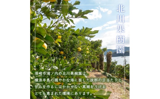 土佐文旦 秀品 5kg 高知県産 柑橘 フルーツ 文旦 ぶんたん ブンタン 分担 果物 みかん 文旦 産地直送 高知県 須崎 須崎市 KG008 秀品5kg