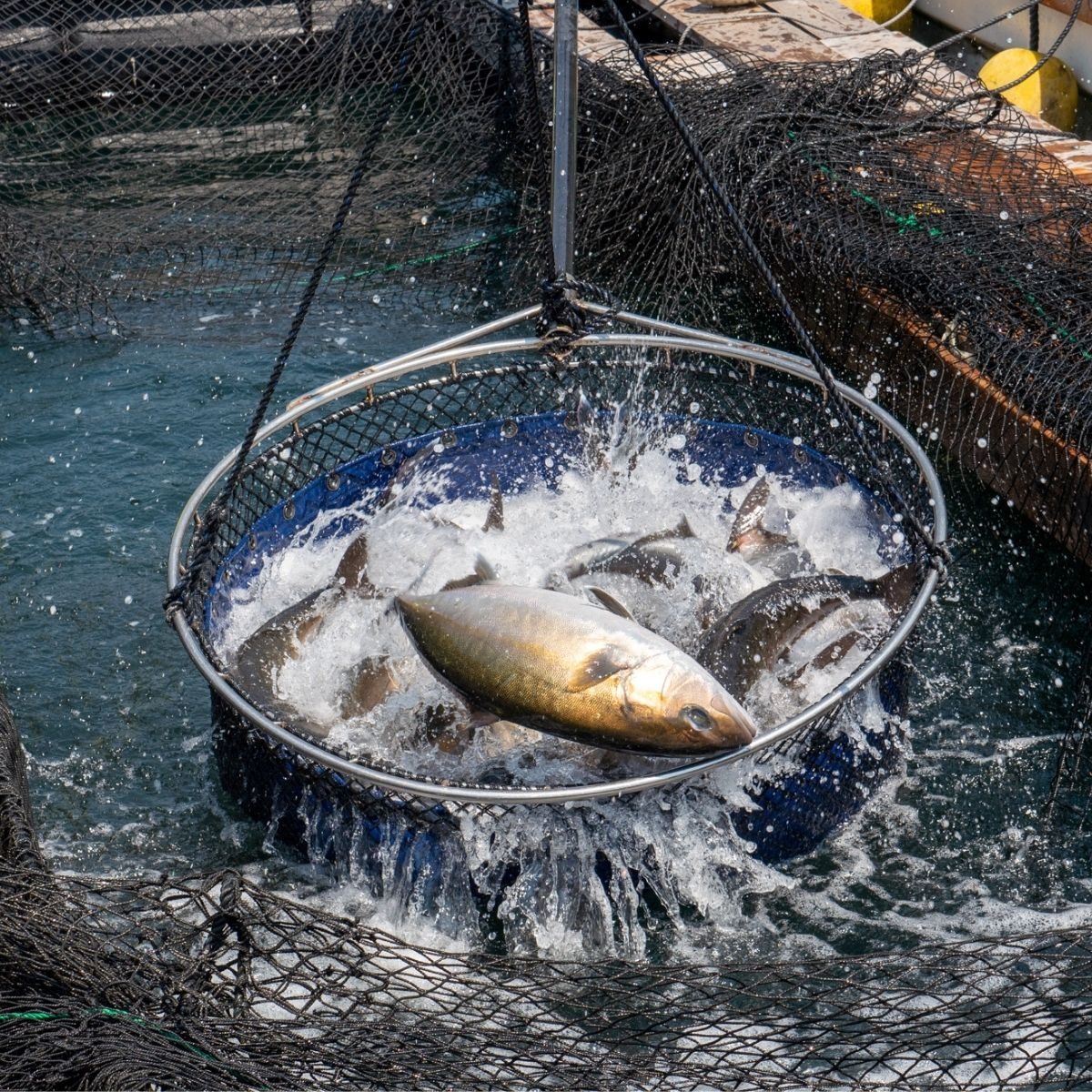 高級カンパチ 「須崎勘八」 お刺身用 半身