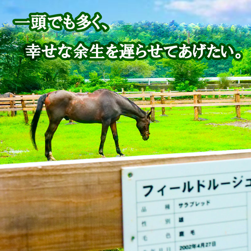 【返礼品なし】 競走馬 引退馬はどこへ？ 黒潮友馬会応援 【8千円コース】