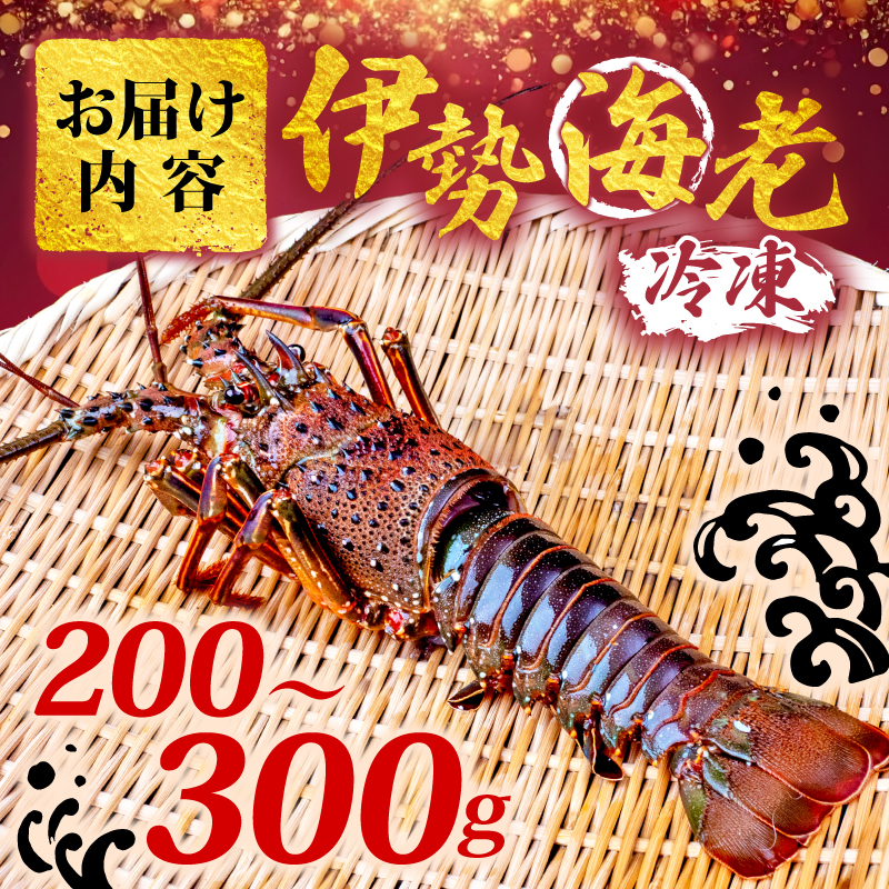須崎産 冷凍 伊勢海老 200～300g｜伊勢海老 伊勢エビ 伊勢 海老 エビ イセエビ 刺身 味噌汁 鍋 ボイル エビフライ アレンジ可 新鮮 海鮮 高知県 須崎市 YI009