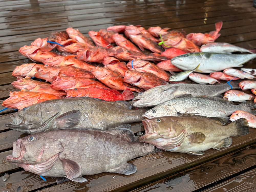 【平日限定 特別プラン】貸切 近海 ジギング プラン チャーター フィッシング 釣り 鯛 アマダイ タイラバ ブリ シイラ ヨシノマリーナリゾート 高知 須崎市 YMR002
