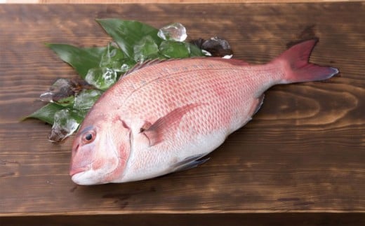 最高峰評価のブランド鯛 【海援鯛】1匹フィーレ セット 【みなみ丸】