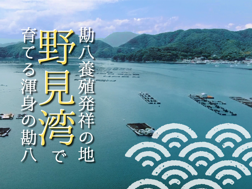 高級カンパチ 「須崎勘八」 お刺身用 半身