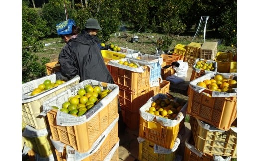 【早期予約 2026年1月中旬より順次発送】訳あり ぽんかん 4kg 家庭用 大小混合 不揃い 規格外 わけあり 高知県産 立目産 果物 フルーツ 柑橘 みかん 低農薬 高知県 須崎市