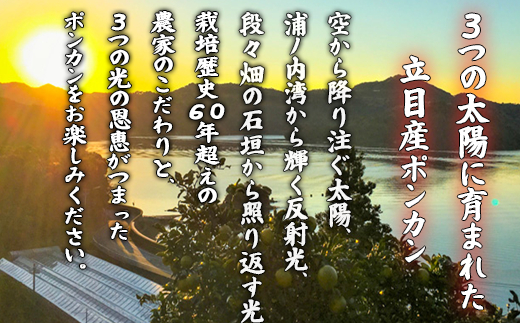【早期予約開始】 2026年1月中旬より順次発送 ポンカン 立目 秀品 贈答用 5kg サイズ混合 冬 フルーツ 果物 立目産 ブランド 柑橘 2026年 収穫分 蜜柑 みかん ギフト 贈答 プレゼント 高知県 須崎市 TMS002 5kg秀品(サイズ混合)