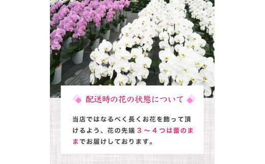 【定期便3ヶ月】胡蝶蘭 5本立て 白 スタンダード お祝い 須崎洋蘭園 SY6000_x 白 スタンダード