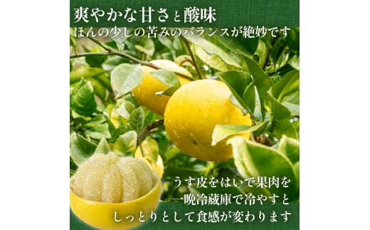 【2025年2月より発送】 高知県産 土佐文旦 家庭用 訳あり 10kg 大小混合品 【フルーツ】 訳あり10kg