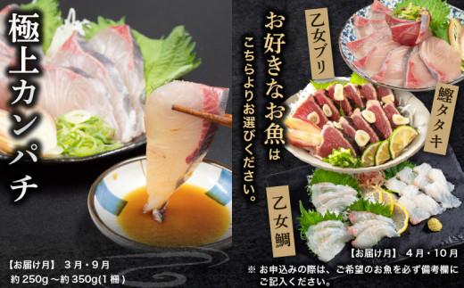 刺身 定期便 6ヶ月 小容量 コース 小島水産 がお届けする！ 美味しい お刺身 ( 鮮魚 下処理済 ) 産地直送 半年 新鮮 6回 （ ブリ かつおタタキ タイ カンパチ 鰤 鰹 真鯛 環八 魚 海鮮 鮮魚 刺身 タタキ ） おさかなのまち すさき 海鮮 鮮度 少人数 人気 高知県 須崎市 KS30000-b 小容量(お好きな魚・乙女ブリ)