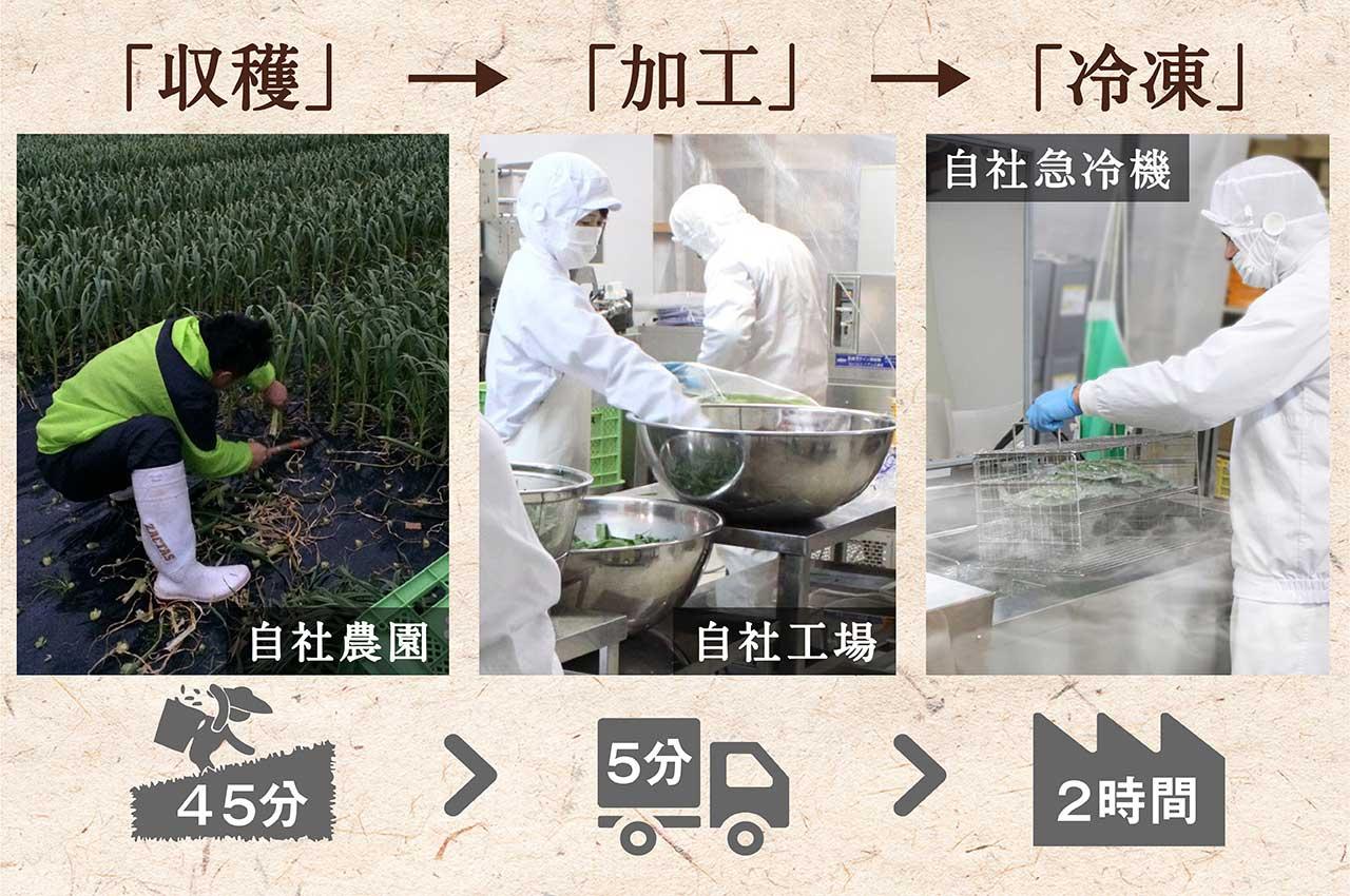 【高知家のうまいもの大賞グランプリ受賞】 かつお に合う 葉にんにく ぬた 3袋×3個 調味料 小分け 鰹  かつおのたたき 藁焼き わらやき 鮮魚 スパゲッティ パスタ 麺 イタリアン ジュノベーゼ サラダ ピザ ご当地 万能 ドレッシング ソース 調味料  無農薬 有機栽培 冷凍 小分け 自宅 ギフト プレゼント 伝統 高知県産 須崎市 EA105_x