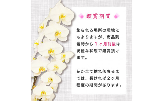 【訳あり】須崎洋蘭園 胡蝶蘭 白 3本立て スタンダード (訳あり) 白 3本立て スタンダード