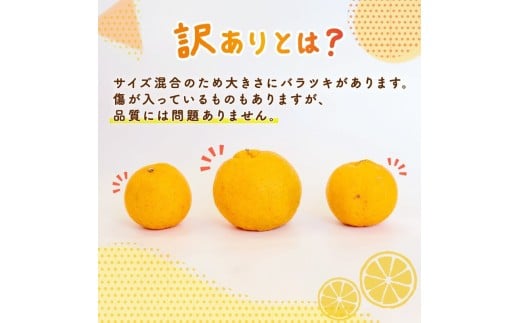 【 早期予約開始 】 ポンカン 訳あり 10kg 2026年 1月下旬より順次発送 収穫分 無農薬 ブランド サイズ混合 家庭用 立目産ぽんかん 柑橘 みかん 高知県 須崎市 MO005 10kg訳あり