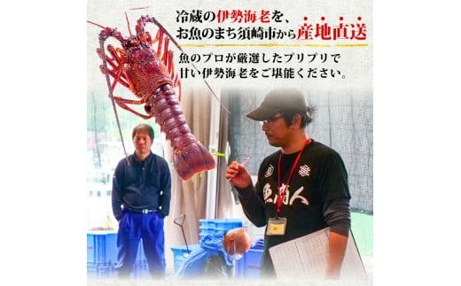 伊勢海老 500g以上 イセエビ 伊勢エビ 海老 エビ ギフト 贈答 贈り物 天然 魚介 海の幸 鮮魚 刺身 刺し身 お造り 姿造り 焼き物 汁物 味噌汁 鍋 冷蔵 高級 高知県 須崎市 GK015 500g