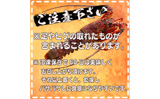 【2026年4月より順次配送】超特大 伊勢海老 800g以上 1尾 冷凍 ( 超特大サイズ 急速冷凍 えび エビ 高級 鮮魚 海鮮 魚介 刺身 焼き物 汁物 ギフト 贈答 贈り物 祝い 歳暮 中元 ) IKY043-all 1尾(800g以上)