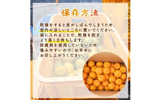 【数量限定】 訳あり ポンカン 2.5kg 田條園 わけあり 訳あり品 訳有り 訳アリ みかん ミカン ミカン フルーツ 柑橘 蜜柑 mikan 果物 くだもの 甘い コク 人気のみかん 美味しい 産地直送 数量限定 国産 高知 須崎 TJ0011 2.5kg