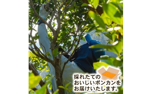 【早期予約】大人気 安和ポンカン 5kg 【ヤマデ農園】 5kg訳あり