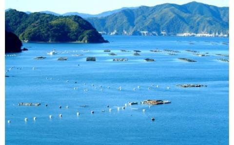 土佐 焼酎【須崎のいごっそう】【ダバダ火振】【海援隊】3本 セット 【地酒】