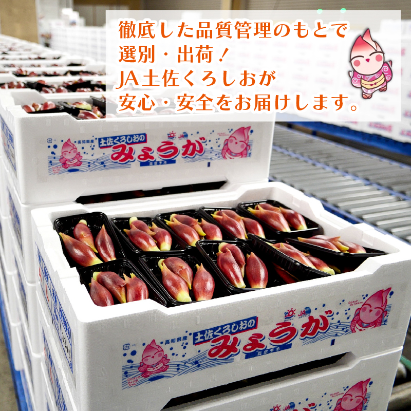 秀品 すさきのみょうが 1kg 生産量日本一 産地直送 秀品 かつおのたたき 薬味 高知県 高知 須崎 須崎市 すさき みょうが 茗荷 かつおたたき 藁焼き鰹  ぽん酢 玉ねぎ ねぎ しょうが 甘酢漬け 酢の物 味噌汁 冷や汁 そうめん 漬物 冷奴 寿司 うどん 天ぷら
