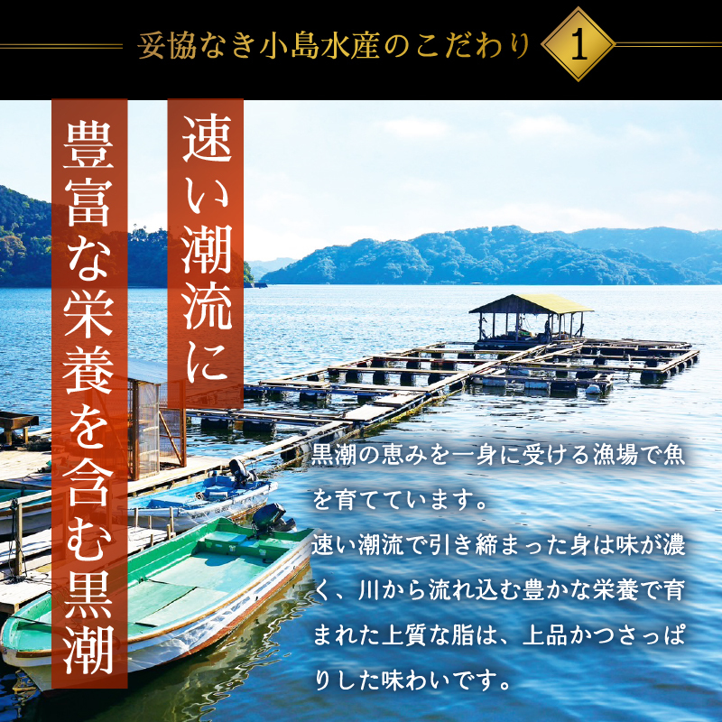 刺身 定期便 3ヶ月 小容量 コース 小島水産 産地直送 かつお ブリ 鯛 3回 新鮮 乙女鯛 乙女ブリ 藁焼き かつおタタキ タイ 鰤 ぶり 鰹タタキ 鰹 カツオ かつおのたたき お刺身 高知県 須崎市 KS31000