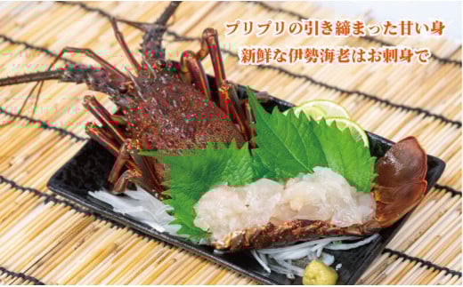 【吉岡の冷凍伊勢海老】 350g～450g 【高知県】