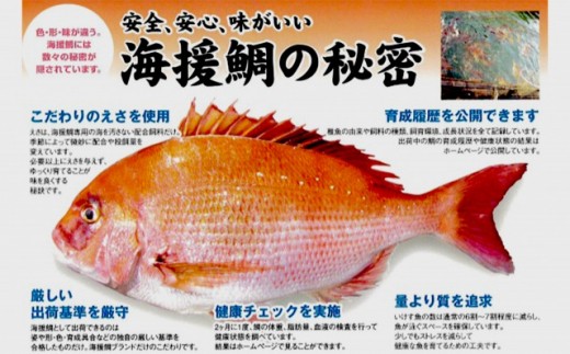 最高峰評価のブランド鯛 【海援鯛】片身フィーレ セット 【みなみ丸】